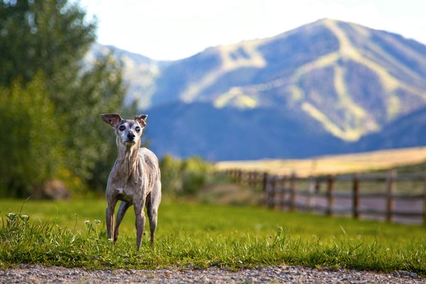 How can you teach an Italian Greyhound to safely navigate stairs?