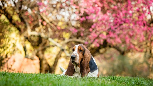 What is the procedure for cleaning the ears of a Basset Hound to prevent infections?
