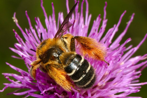 How has the UK's ban on neonicotinoids affected bee populations and agriculture?