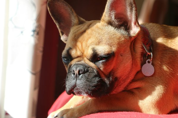 How do you identify the signs of heat stroke in a French Bulldog and take immediate action?