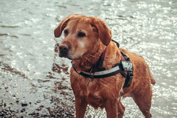 What are the warning signs of hip dysplasia in young Labrador Retrievers?