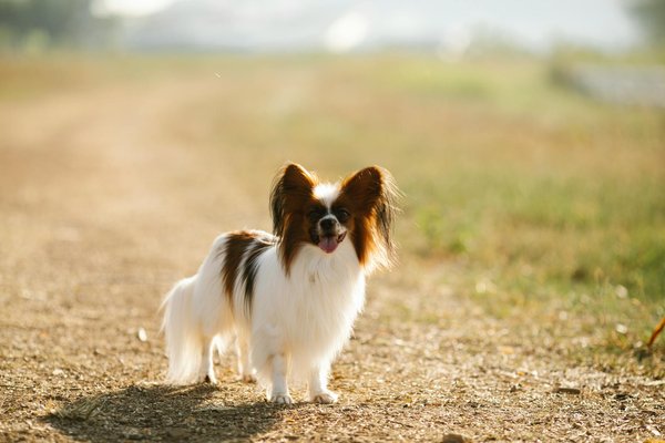 How can you train a Papillon to excel in scent work competitions?