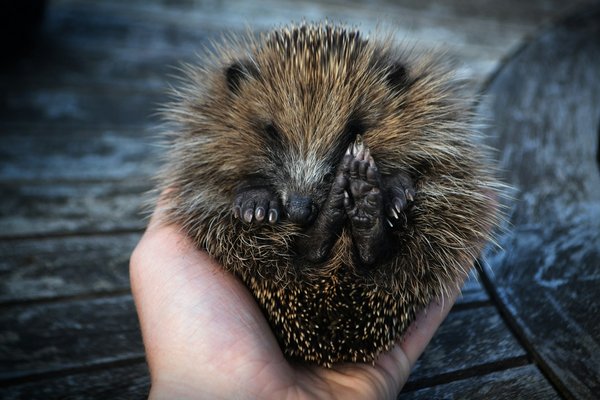 Can hedgehog houses in urban gardens help preserve the species?