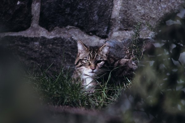 What initiatives are in place to protect the Scottish wildcat from extinction?