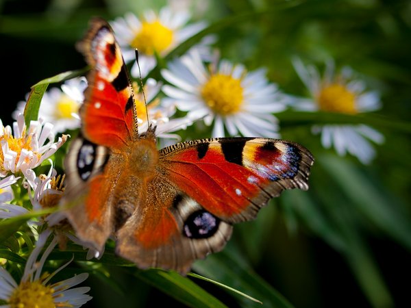 What can you do to support the recovery of British butterfly species?